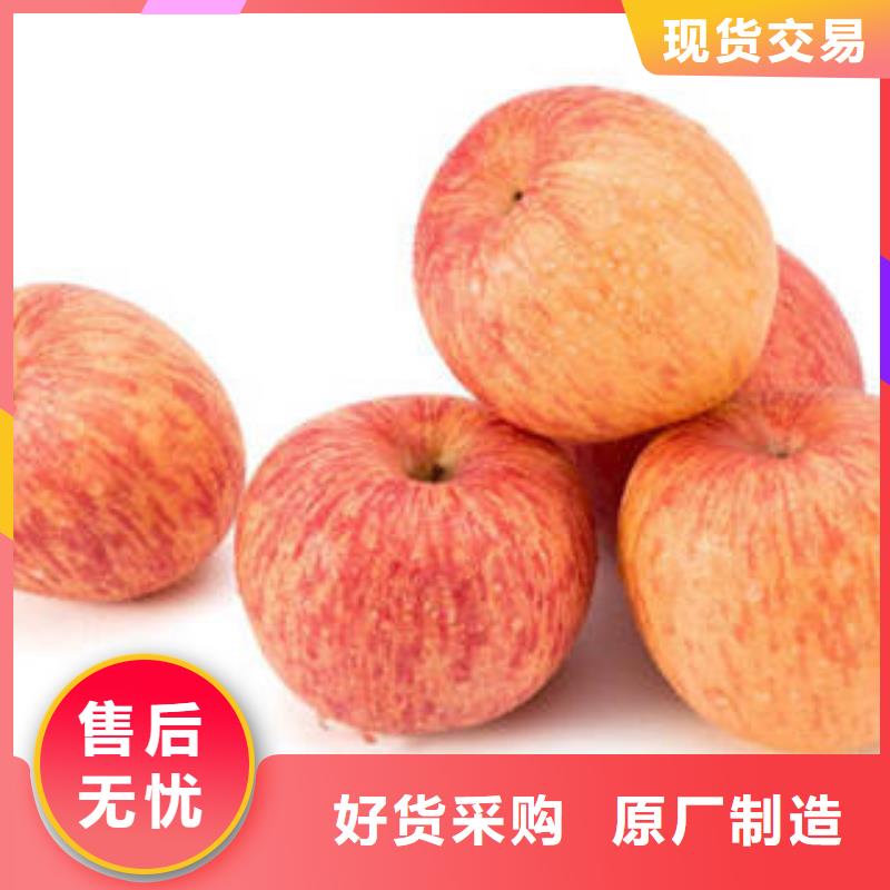 红富士苹果-苹果种植基地细节决定成败