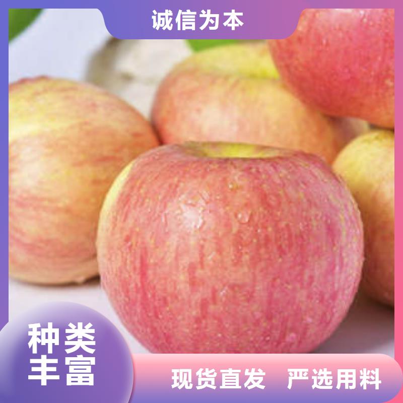 红富士苹果-苹果种植基地专业按需定制