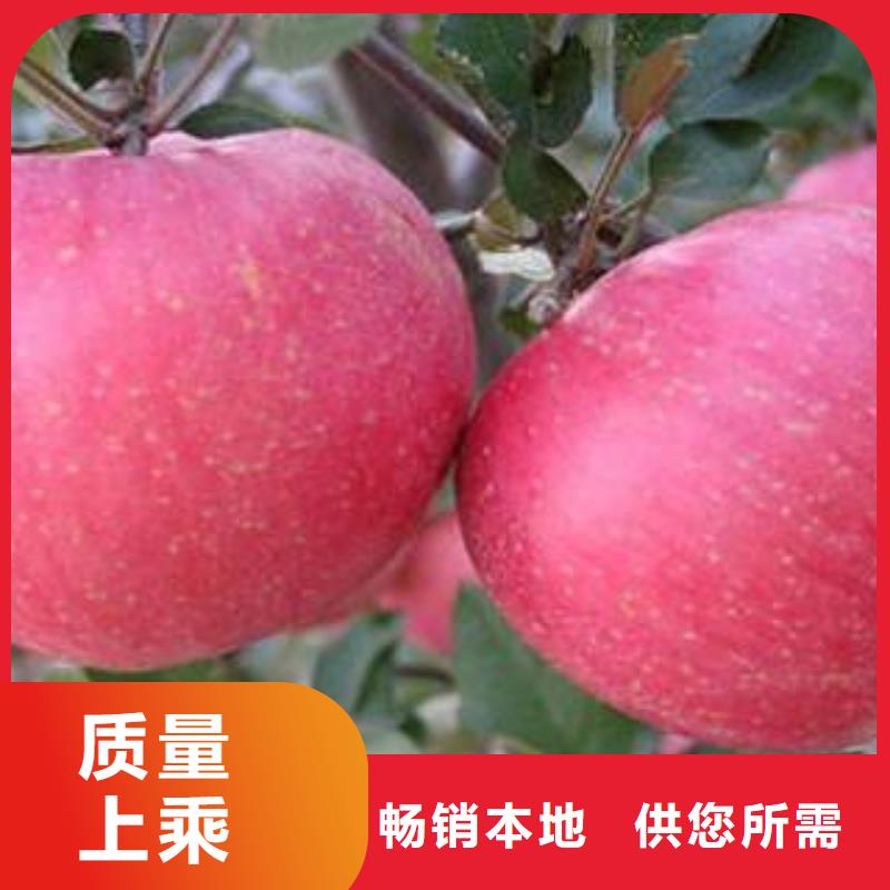 红富士苹果-苹果种植基地细节决定成败