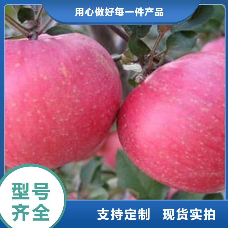 红富士苹果苹果批发厂家直销放心