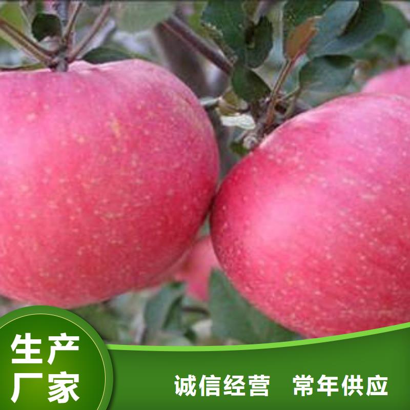 红富士苹果-嘎啦苹果厂家精选
