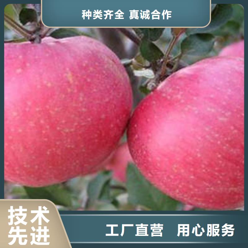 红富士苹果红富士苹果批发把实惠留给您