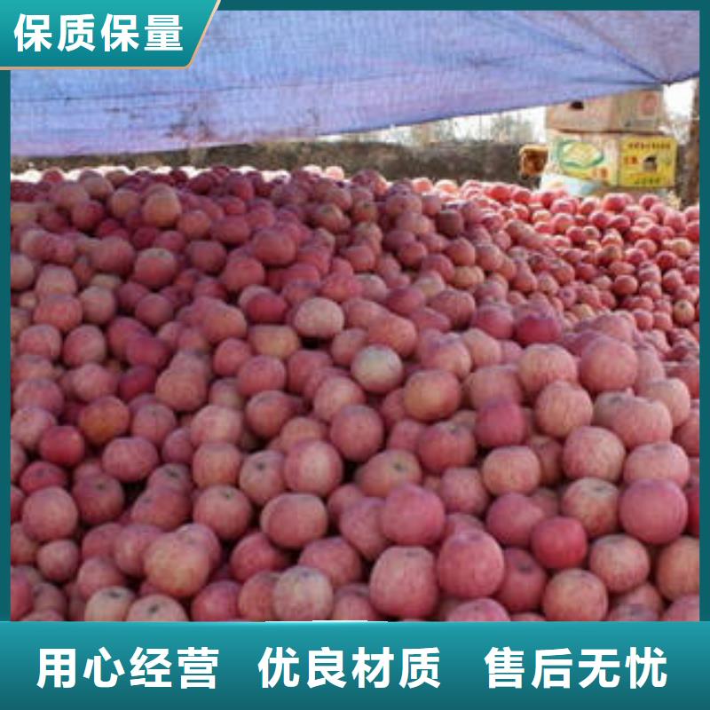 红富士苹果-红富士苹果批发库存量大