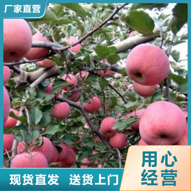 红富士苹果定制定做
