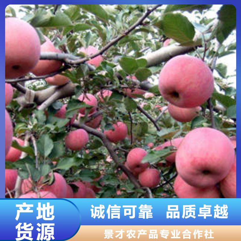 红富士苹果当地货源
