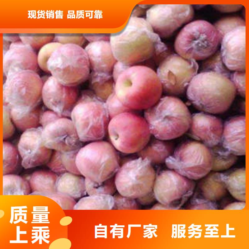 红富士苹果嘎啦苹果现货直发