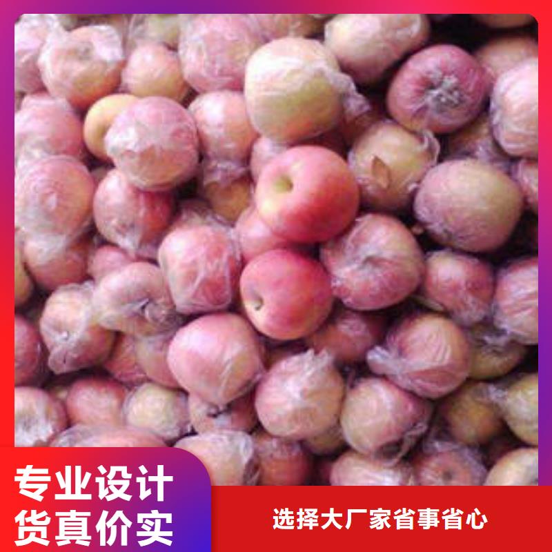 红富士苹果嘎啦苹果直销厂家