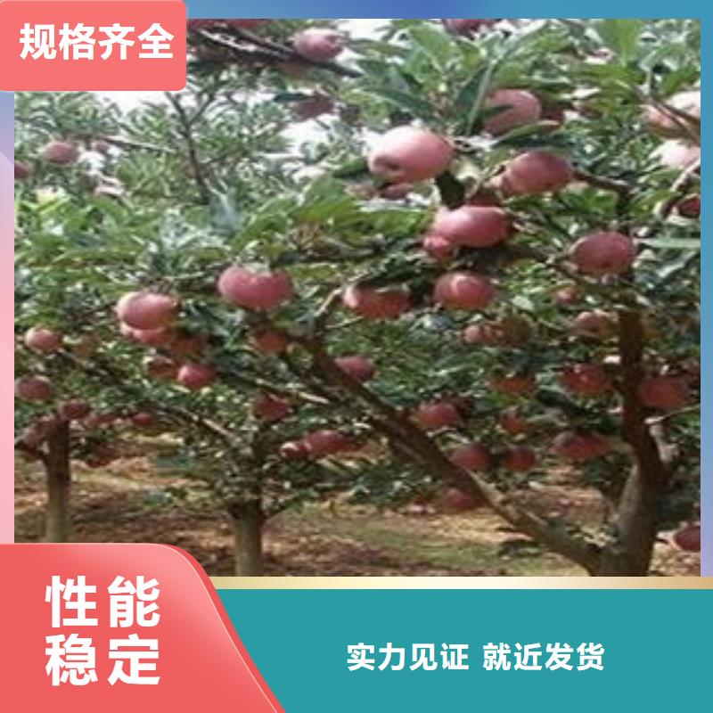 红富士苹果-【嘎啦果】工厂批发