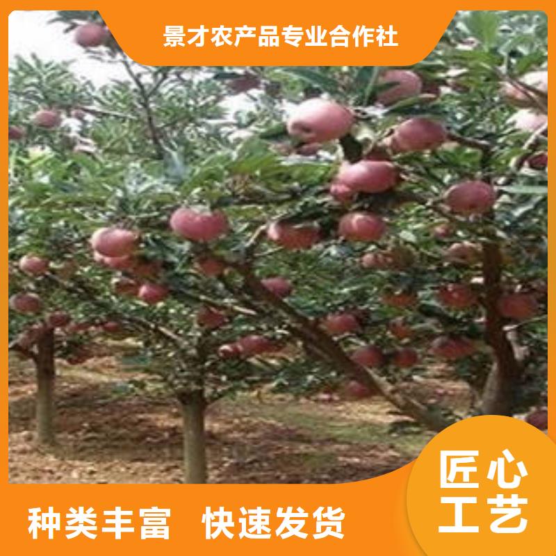 红富士苹果工艺成熟
