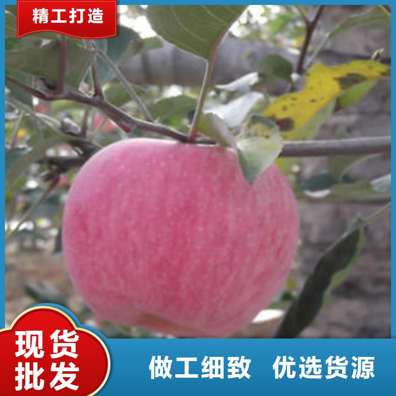 红富士苹果-苹果种植基地专业按需定制