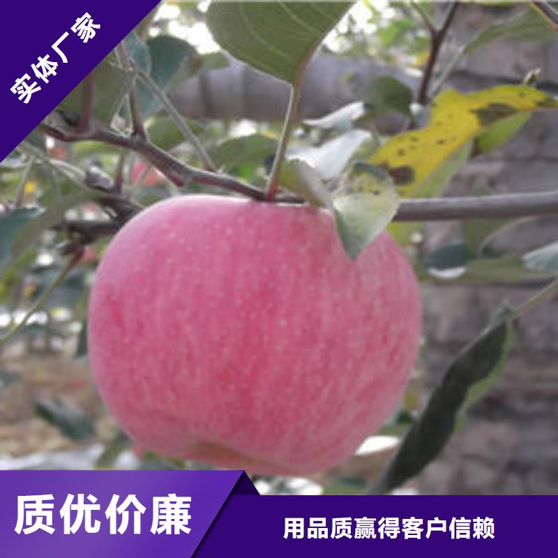红富士苹果实体诚信厂家