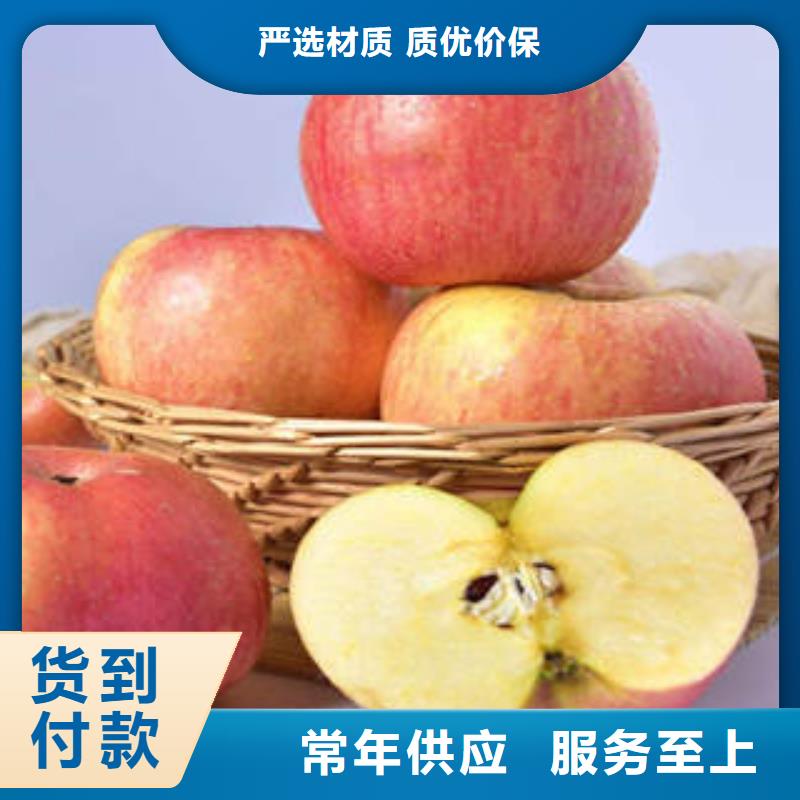 红富士苹果苹果种植基地采购无忧