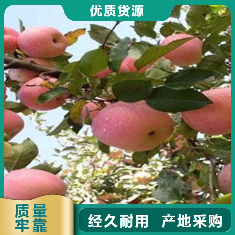 红富士苹果-苹果种植基地专业按需定制