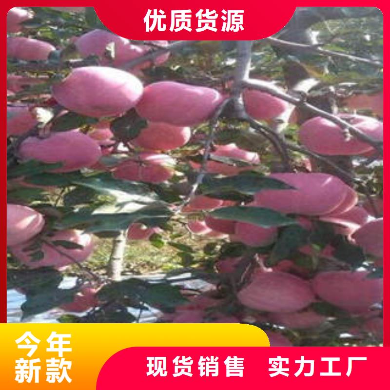 【红富士苹果,红富士苹果产地用品质赢得客户信赖】