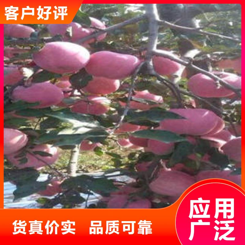 红富士苹果严格把关质量放心
