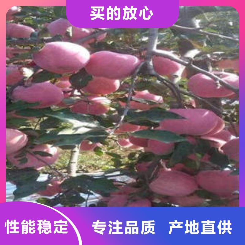 红富士苹果联系厂家