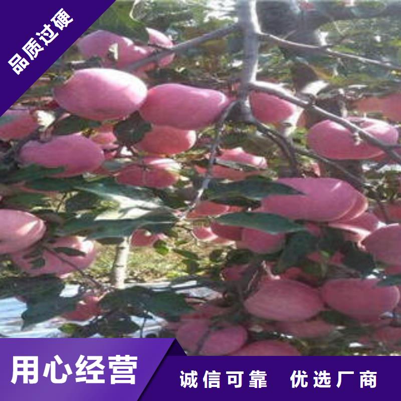红富士苹果嘎啦苹果诚信经营质量保证