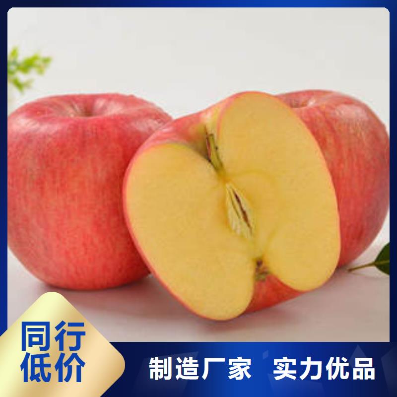 红富士苹果-苹果种植基地专业按需定制