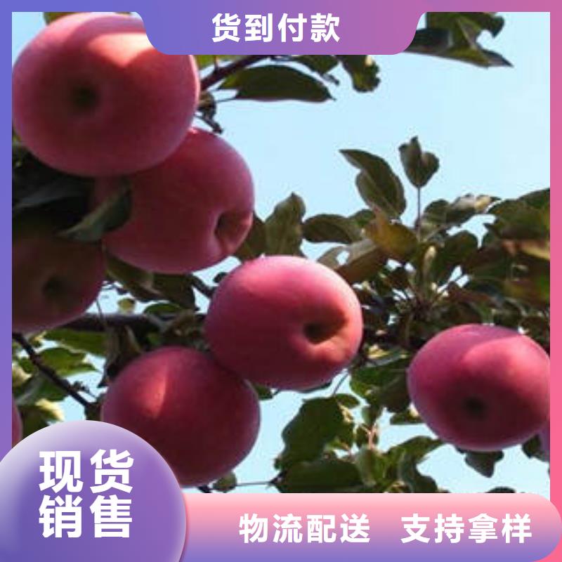 红富士苹果,苹果种植基地今日新品
