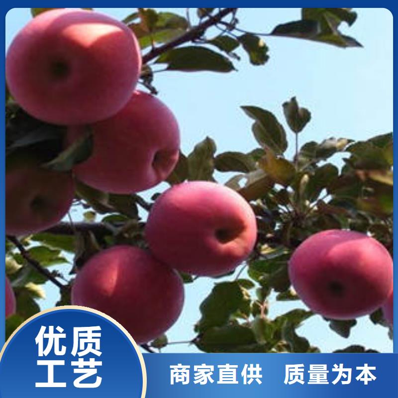红富士苹果苹果种植基地支持定制贴心售后
