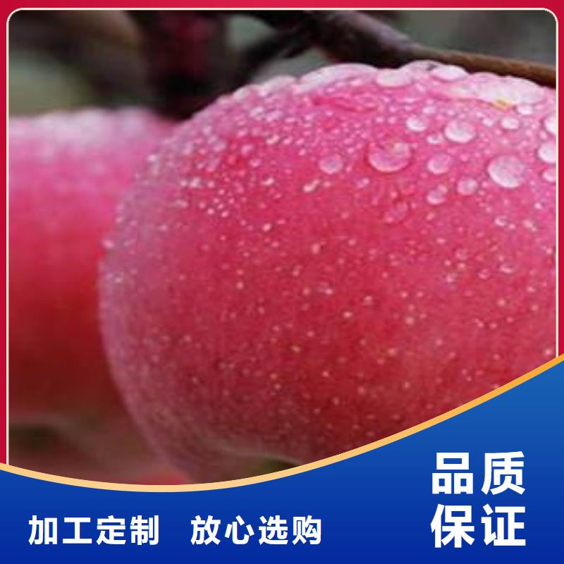红富士苹果-红富士苹果批发库存量大