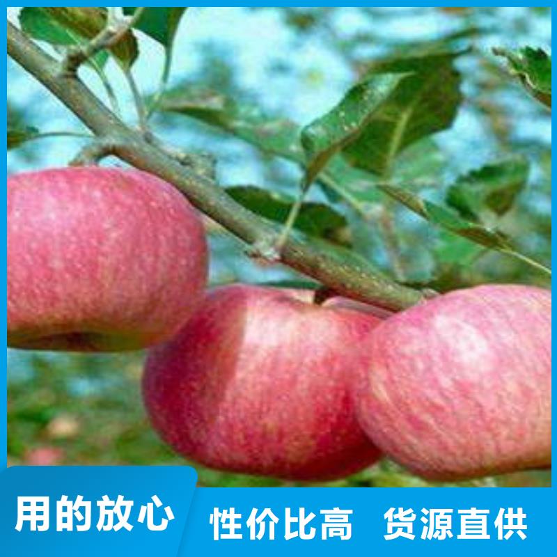 红富士苹果苹果种植基地一手货源
