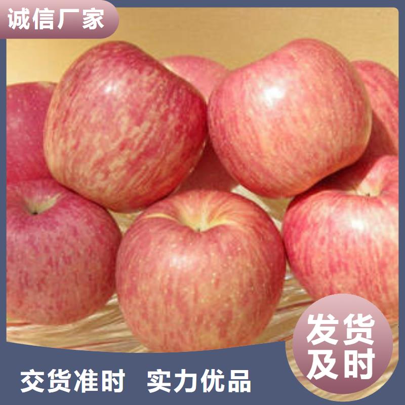 红富士苹果苹果种植基地甄选好厂家