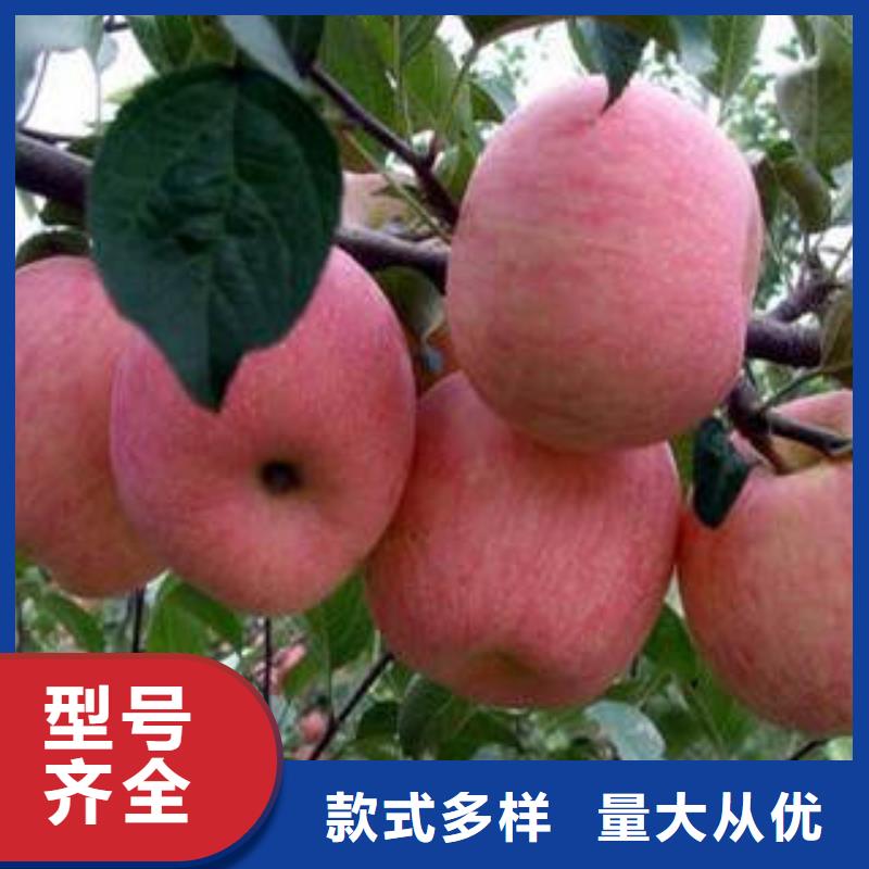 红富士苹果嘎啦苹果我们更专业
