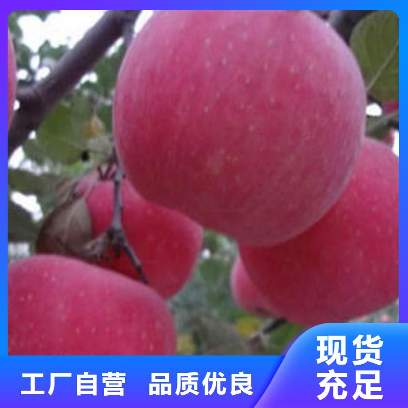 红富士苹果红富士苹果产地实体诚信经营
