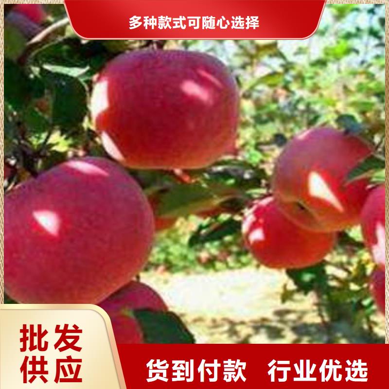 红富士苹果苹果种植基地专业信赖厂家