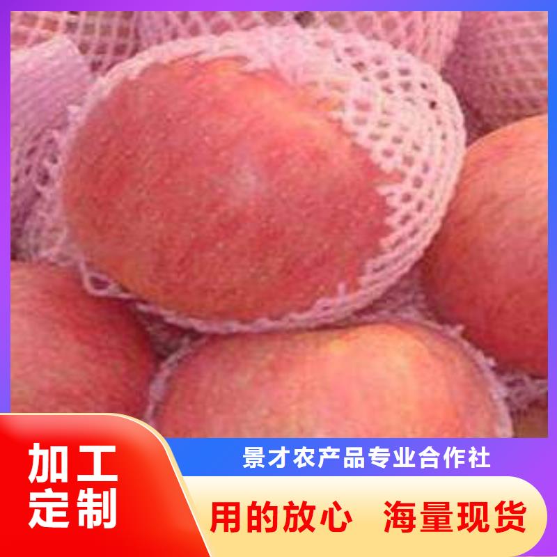 红富士苹果苹果种植基地专业信赖厂家