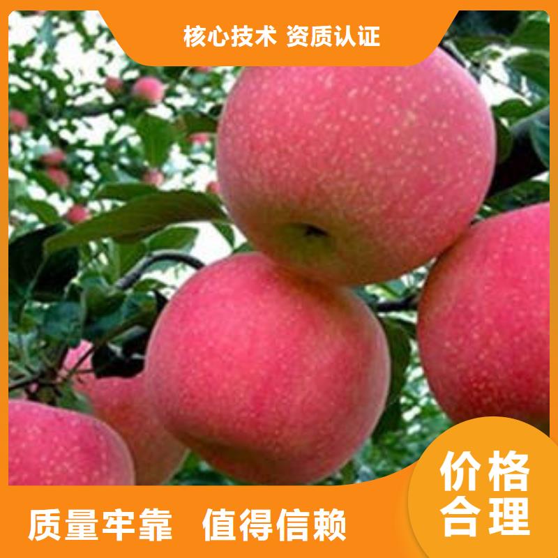 红富士苹果苹果种植基地专业信赖厂家