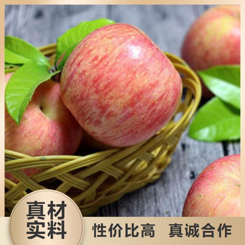 红富士苹果苹果种植基地专业信赖厂家