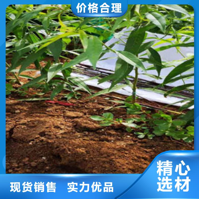 桃树苗梨树苗严选材质