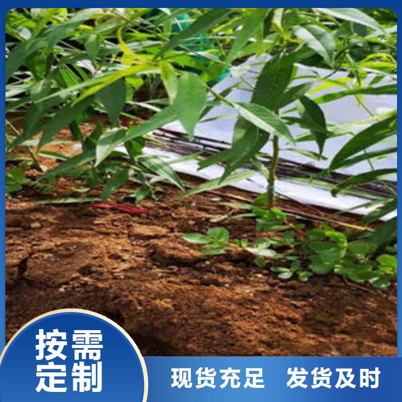 【桃树苗李子苗厂家直销放心】