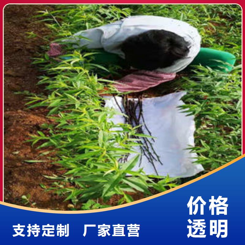 桃树苗蓝莓苗专业生产N年