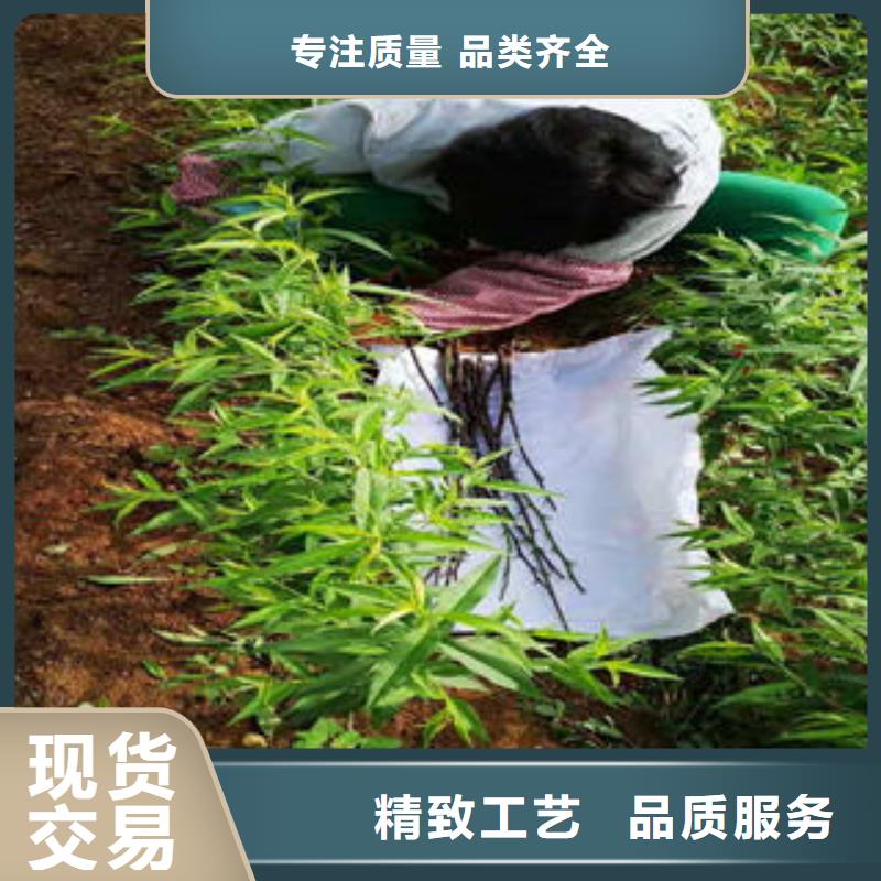 【桃树苗】蓝莓苗实力派厂家