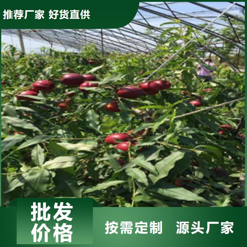 【桃树苗】蓝莓苗实力派厂家
