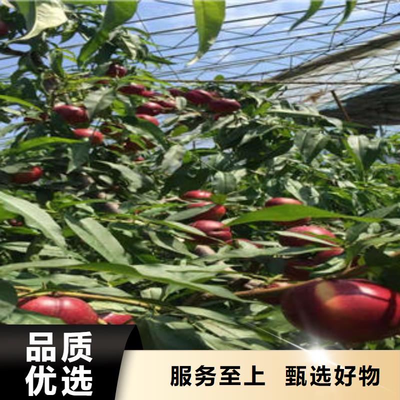 【桃树苗李子苗厂家直销放心】