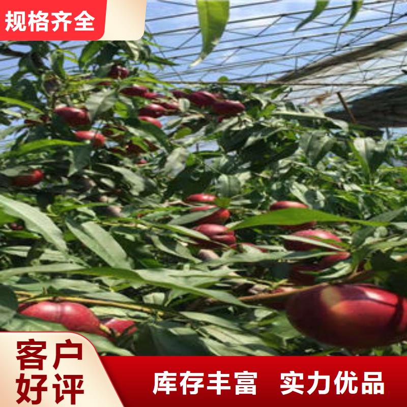 【桃树苗李子苗厂家直销放心】