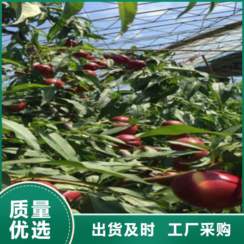 【桃树苗】蓝莓苗实力派厂家