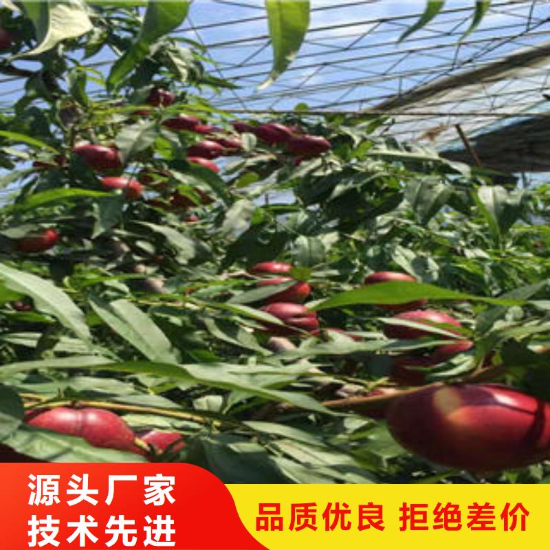 桃树苗-花椒苗高品质诚信厂家