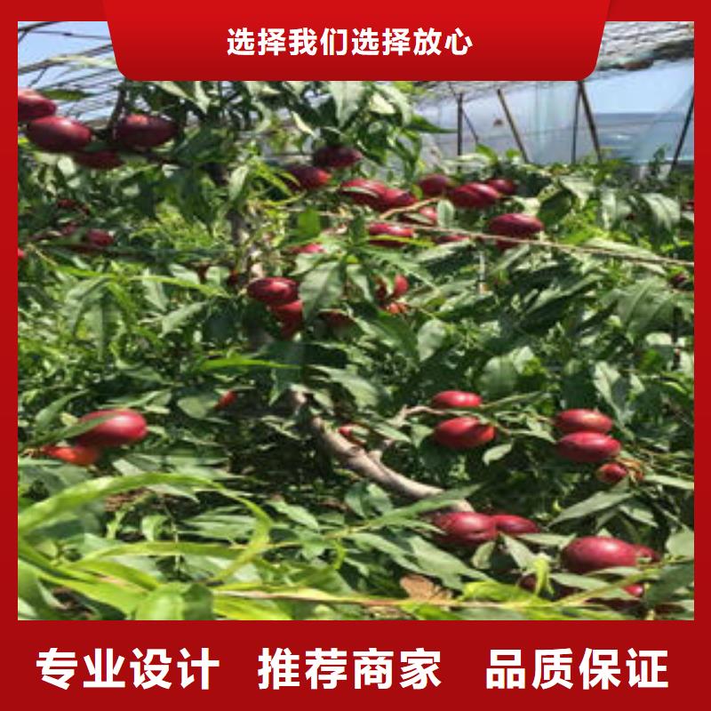 桃树苗蓝莓苗实力公司