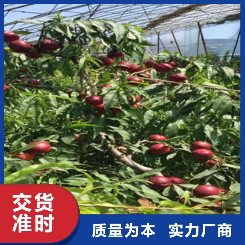 桃树苗蓝莓苗拒绝差价