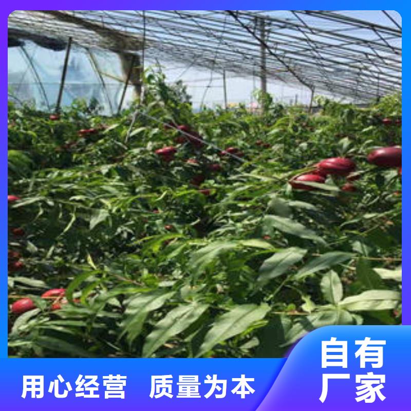 桃树苗花椒苗多种规格供您选择