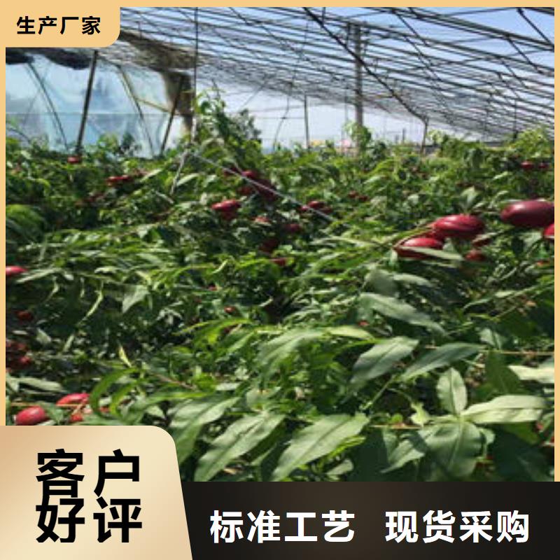 桃树苗李子苗免费寄样
