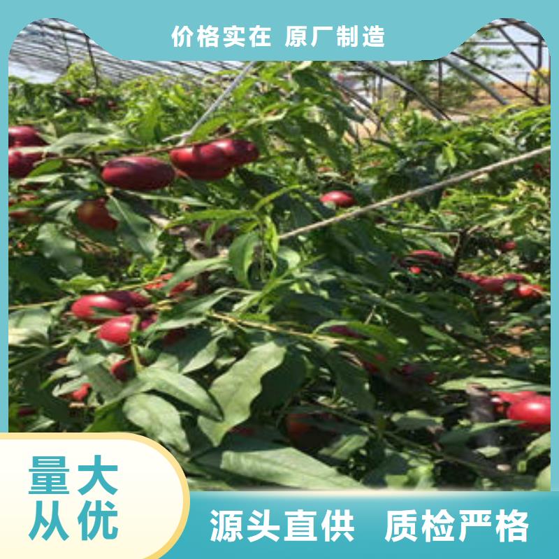 桃树苗葡萄苗库存丰富