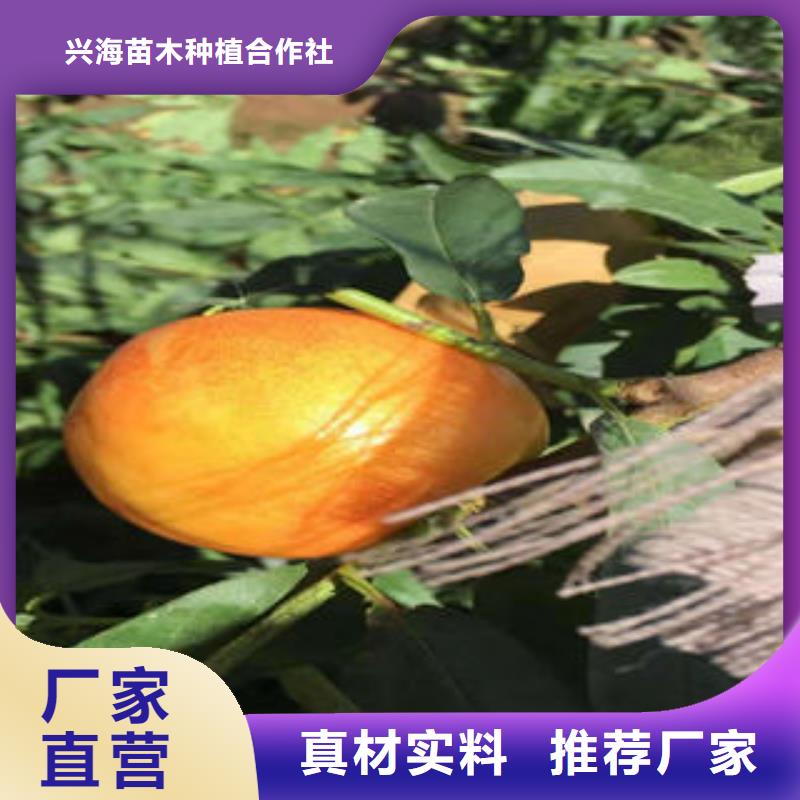 【桃树苗李子苗厂家直销放心】
