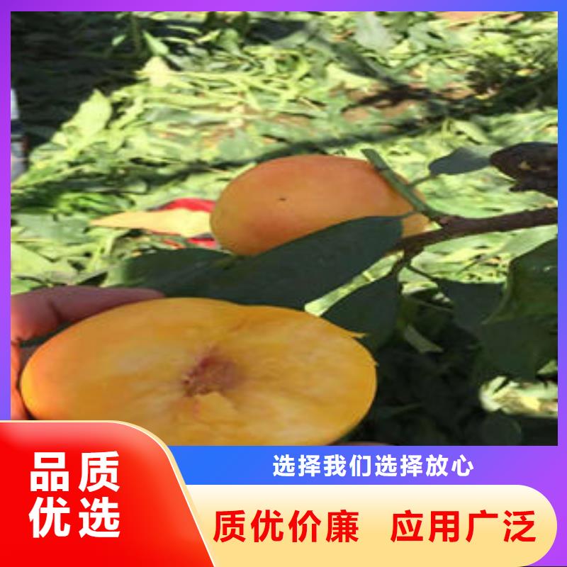 桃树苗李子苗专注质量