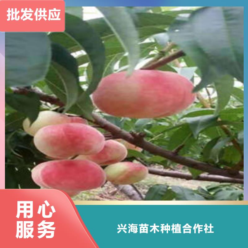 桃树苗花椒苗多种规格供您选择